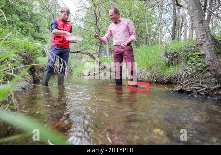 28. Mai 2020, Sachsen, Bad Brambach: Doktorand Felix Gruncke (l.) und Wolfram Günther (Grüne), Umweltminister Sachsens, pochieren Flussperlmuscheln im Raunerbach. In den nächsten Wochen finden mehr als 1300 Tiere, von denen einige so groß wie Ihre Handfläche sind, in ausgewählten Bächen im Vogtland ihren neuen Lebensraum. Die Population alter Muscheln aus natürlicher Fortpflanzung wird heute auf weniger als 250 geschätzt. Die Flussperlenmuschel (Margaritifera margaritifera) kann mehr als 100 Jahre leben und bis zu 15 Zentimeter lang werden. Es hat eine dickwandige, fast b Stockfoto