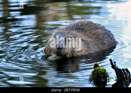 Ein wilder Biber 'Castor canadensis:, Fütterung auf einem Stück Espenbaumrinde in einem flachen Pool an der Biber Boardwalk in der Nähe von Hinton Alberta Kanada Stockfoto