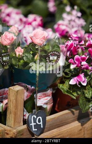 Blumenhändler in Gerrards Cross, Buckinghamshire, England, Vereinigtes Königreich Stockfoto