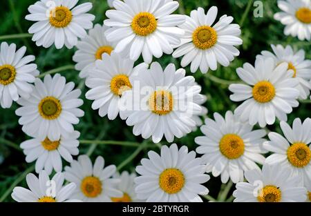 Ochsengaisies im englischen Garten, norfolk, england Stockfoto