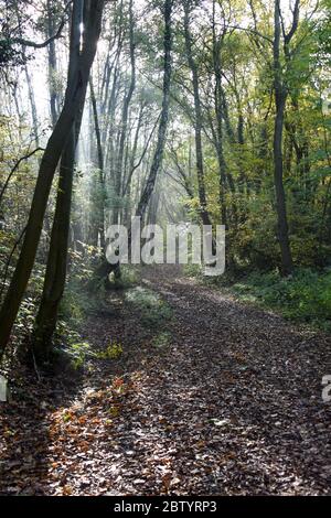 Im Herbst scheint im Poles Coppice Nature Reserve in Shropshire UK schwaches Sonnenlicht durch die Bäume und Nebel Stockfoto