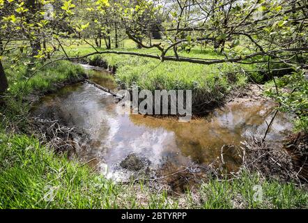 28. Mai 2020, Sachsen, Bad Brambach: Der Raunerbach, Heimat der ersten Wildperlmuscheln in Sachsen. Am selben Tag begann die Freisetzung von Flussperlmuscheln. Mehr als 1300 Tiere, von denen einige die Größe der Handfläche haben, werden in den nächsten Wochen in ausgewählten Bächen im Vogtland ihren neuen Lebensraum finden. Die Population alter Muscheln aus natürlicher Fortpflanzung wird heute auf weniger als 250 geschätzt. Die Flussperlenmuschel (Margaritifera margaritifera) kann mehr als 100 Jahre leben und bis zu 15 Zentimeter lang werden. Es hat eine dickwandige, fast schwarze Schale. Der Mo Stockfoto