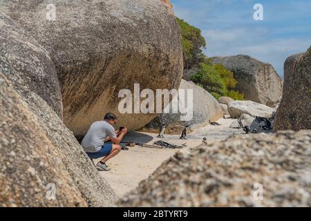 Boulder Beach, Simontown, Südafrika; 31. Januar 2020: Ein Mann fotografiert einen Pinguin am Boulder-Strand zwischen den Felsen Stockfoto