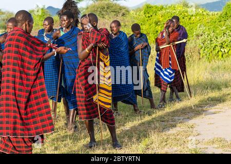 NGORONGORO, TANSANIA - 15. Februar 2020: Gruppe von masai-Leuten, die an einem traditionellen Tanz mit hohen Sprüngen teilnehmen, ausgewählter Fokus Stockfoto