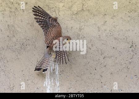 Der Turmfalke bereit, aus seinem Nest zu fliegen (Falco tinnunculus) Stockfoto