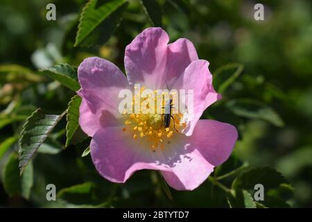 Weinbergsrosen im Moseltal Stockfoto