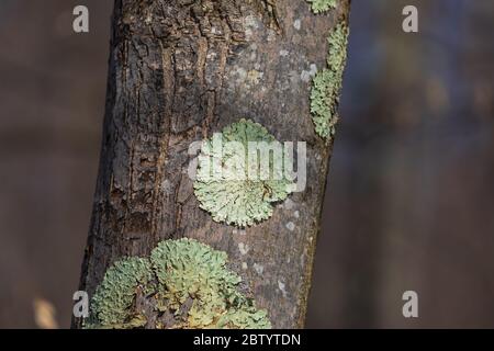 Greenshield Flechten wachsen auf einem Baum im Norden von Wisconsin. Stockfoto