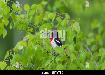 Männliche rose-breasted Grosbeak in Nordwisconsin. Stockfoto