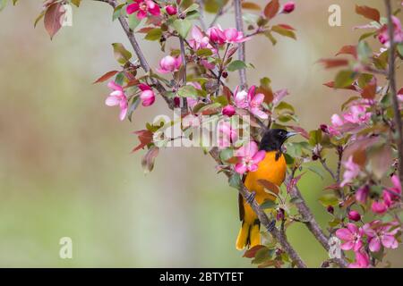 Männlicher Baltimore-Oriole im Norden von Wisconsin. Stockfoto