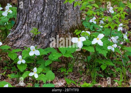 Großblühiges trillium wächst im Norden von Wisconsin. Stockfoto