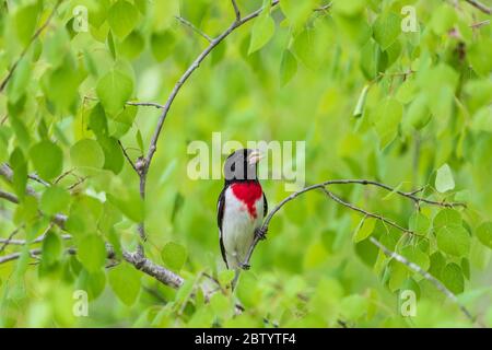 Männliche rose-breasted Grosbeak in Nordwisconsin. Stockfoto