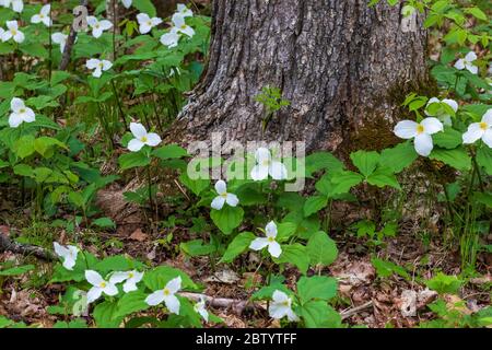 Großblühiges trillium wächst im Norden von Wisconsin. Stockfoto