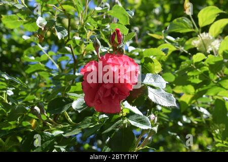 Weinbergsrosen im Moseltal Stockfoto
