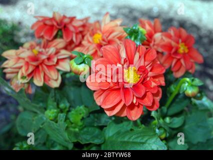 Gerbera blüht im Frühjahr Stockfoto