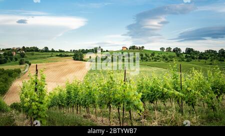 Grüne Weinberge und herrlicher Himmel, idyllische Landschaft. Italien Stockfoto