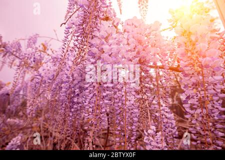 Blühende Wisteria blüht im Garten an einem sonnigen Frühlingstag Stockfoto