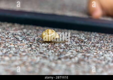 Eine Schnecke auf einer Pflastersteinplatte im Garten in niederbayern Stockfoto