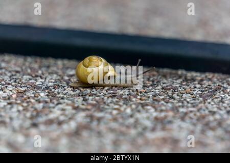 Eine Schnecke auf einer Pflastersteinplatte im Garten in niederbayern Stockfoto