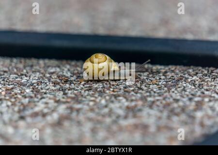 Eine Schnecke auf einer Pflastersteinplatte im Garten in niederbayern Stockfoto