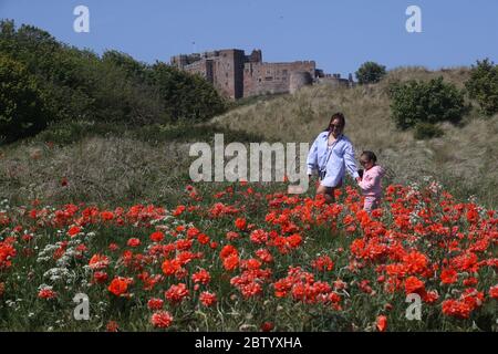 Je Han und ihre Tochter Sofie Han, 4, gehen durch ein Feld von Mohnblumen in der Nähe der Küstenfestung Bamburgh Castle in Northumberland, während die Öffentlichkeit daran erinnert wird, soziale Distanz nach der Lockdown-Restriktionen zu praktizieren. Stockfoto