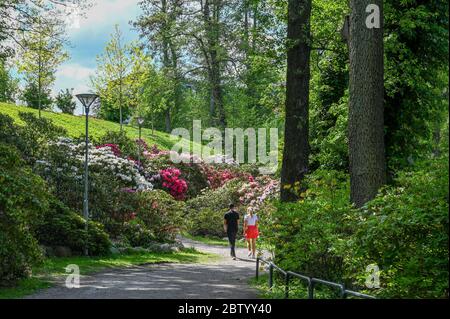 Unkennbare Menschen genießen einen Spaziergang im Rhododenron-Tal bei Åbackarna, dem Stadtpark am Fluss Motala in Norrkoping, Schweden. Stockfoto