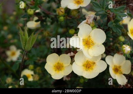 Gelbe Potentilla Blüten und Samenschoten Stockfoto