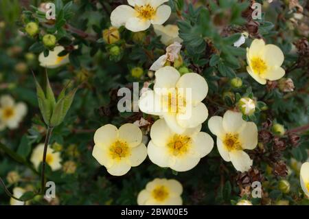 Gelbe Potentilla Blüten und Samenschoten Stockfoto