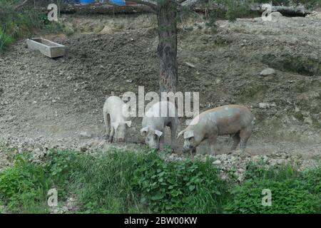 Drei Schweine suchen nach etwas unter einem Baum zu essen Stockfoto