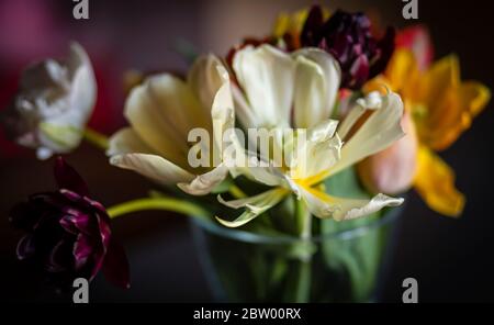 Tulpen in einer vase Stockfoto