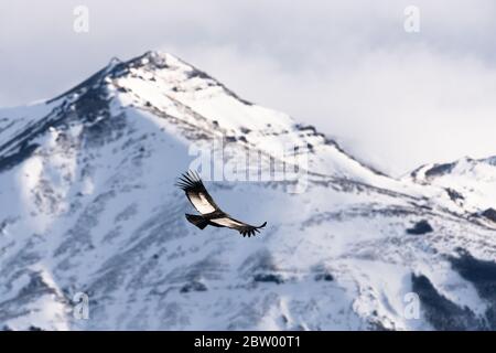 Ein erwachsener Andenkondor (Vultur gryphus), der mit den verschneiten Anden im Hintergrund fliegt Stockfoto