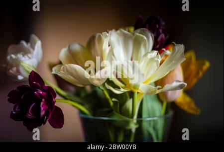 Tulpen in einer vase Stockfoto