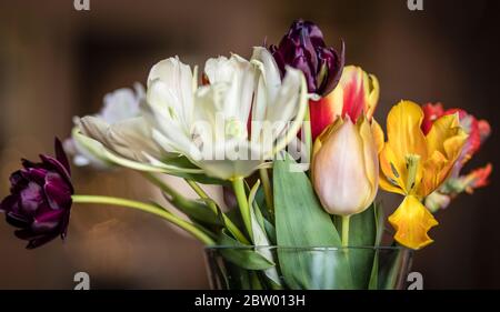 Tulpen in einer vase Stockfoto