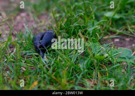 Schwarze europäische Schnecke im Gras Stockfoto