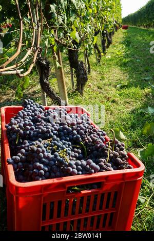 Korb mit Büscheln von Nebbiolo Trauben während der Ernte in der Region in Braolo Cannubi, Piemont - Italien Stockfoto