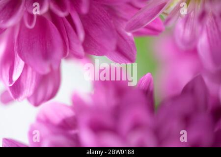 Schöne Chrysanthemum Knospe. Makrofoto für Nahaufnahme Stockfoto