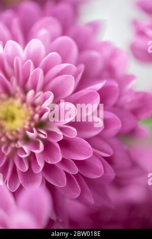 Schöne Chrysanthemum Knospe. Makrofoto für Nahaufnahme Stockfoto