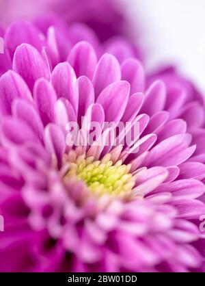Schöne Chrysanthemum Knospe. Makrofoto für Nahaufnahme Stockfoto