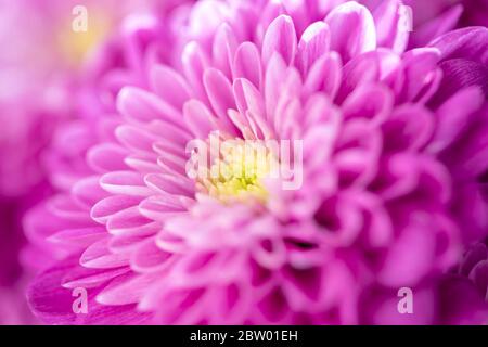 Schöne Chrysanthemum Knospe. Makrofoto für Nahaufnahme Stockfoto