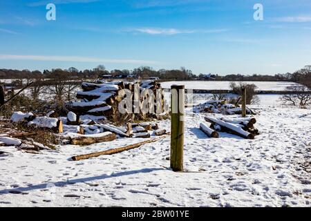 New Forest National Park in Fritham im Winter Schnee, Hampshire, Großbritannien Stockfoto