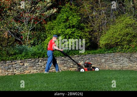 Der ältere Mann schiebt seinen Mäher über das Gras in seinem Hinterhof. Der Rasen ist grün und hat eine Steinhaltewand. Der Mann trägt Jeans und rotes T-Shirt. Stockfoto