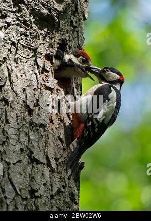 Männchen großer Specht Specht -Dendrocopos Major füttert Küken am Nestloch. Stockfoto