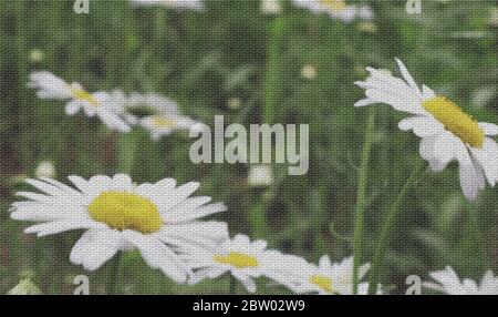 Ein Feld von Gänseblümchen mit einem texturierten Effekt Leinwand, Konzept für den Frühling, Einfachheit, Neuanfänge, Hintergrund Grafik Stockfoto