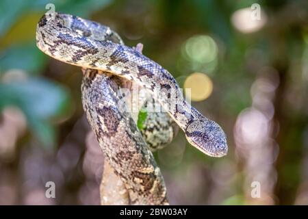 Madagaskar-Baumboa - Sanzinia madagascariensis - im tropischen Regenwald Madagaskars Stockfoto