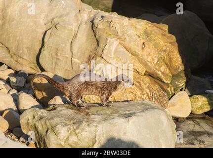 River Otter, Lutra canadensis, an der Pazifikküste in Sonoma County, Kalifornien. Stockfoto