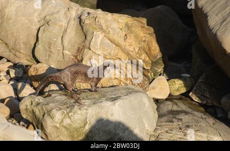 River Otter, Lutra canadensis, an der Pazifikküste in Sonoma County, Kalifornien. Stockfoto