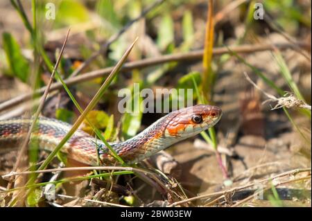 Kalifornien Rotwandige Strumpfschlange, Thamnophis sirtalis infernalis, in Sonoma County, Kalifornien Stockfoto