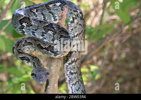Madagaskar-Baumboa - Sanzinia madagascariensis - im tropischen Regenwald Madagaskars Stockfoto