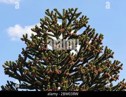 Araucaria araucana (gemeinhin als Monkey Puzzle Tree, Monkey Tail Baum, piñonero oder chilenische Kiefer) ist ein immergrüner Baum Stockfoto