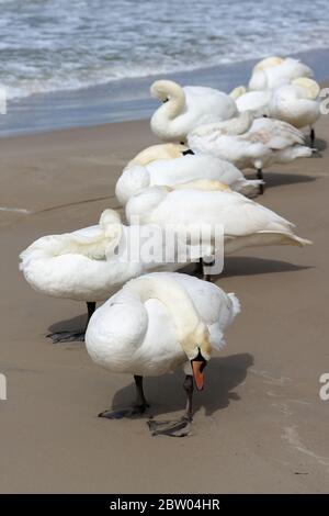 Schwäne verstecken sich vor dem Wind. Dies kann man an einem windigen Tag in Kolobrzeg in Polen am Sandstrand an der Ostseeküste beobachten Stockfoto