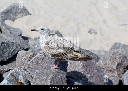 Die Möwe steht auf den Steinen. Dies ist am Rande des Sandstrands der Ostsee in Kolobrzeg in Polen zu sehen Stockfoto
